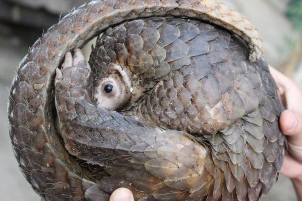 Pangolin acurrucado