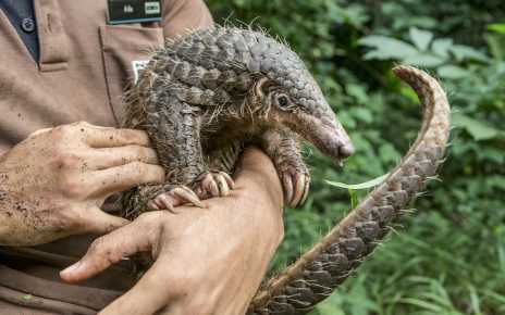 Pangolin en manos del hombre