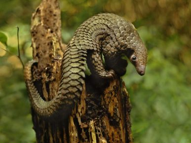 Pangolin en un viejo tocón