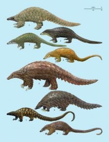 Tipos de pangolines