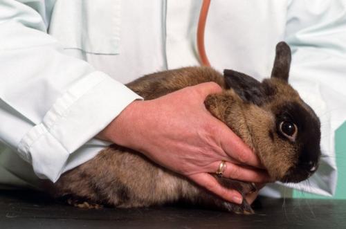 Primeros auxilios al conejo antes de una visita a al veterinario