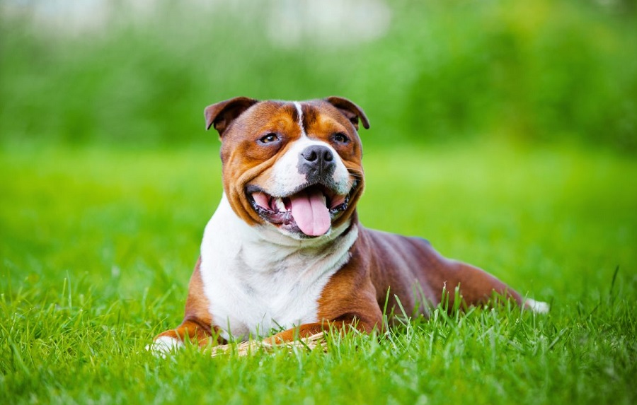 Foto de American Pit Bull Terrier