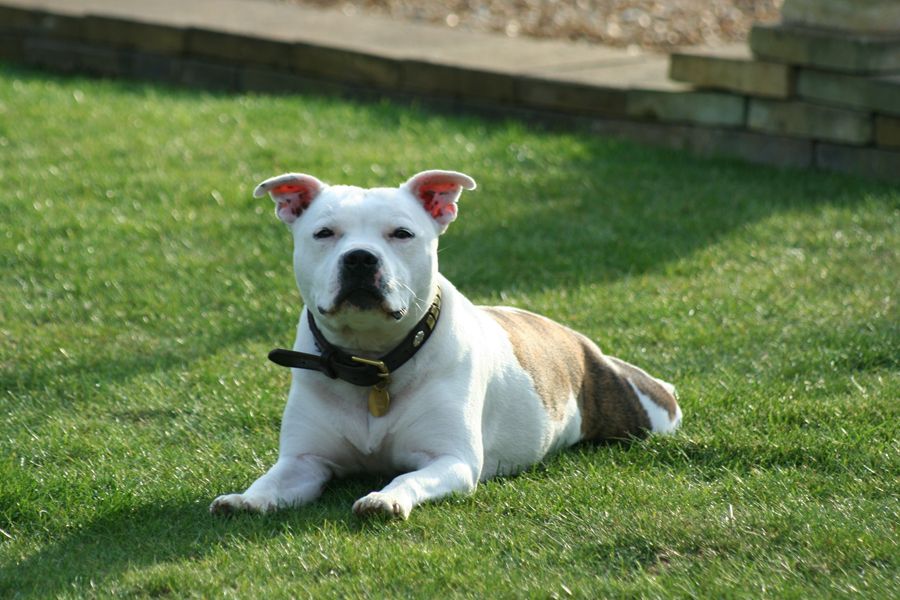 American Pit Bull Terrier
