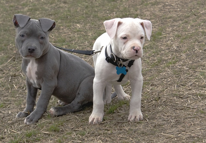 Cachorros de fotos de American Pit Bull Terrier