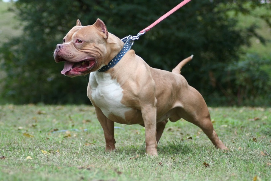 Fotos de perros American Pit Bull Terrier