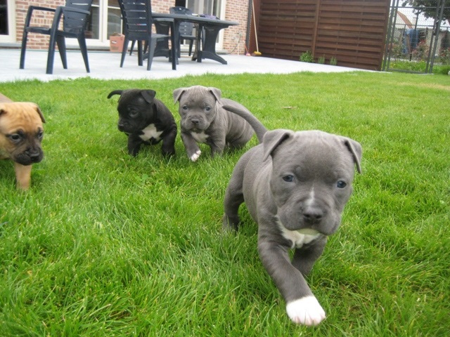 Cachorros pit bull - foto