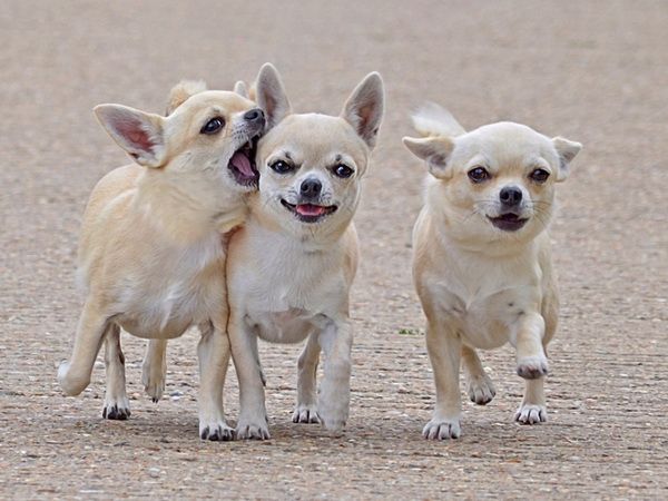 Por qué tiemblan los chihuahua. Todos los detalles