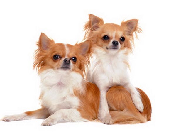 ¿Por qué temblar chihuahua leer el artículo