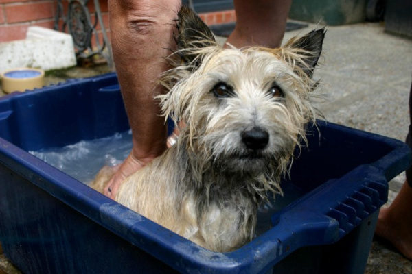 ¿Por qué el perro huele a perro? Lee el artículo