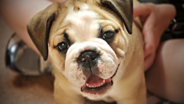 ¿Por qué el perro huele a perro? Causas y soluciones al problema