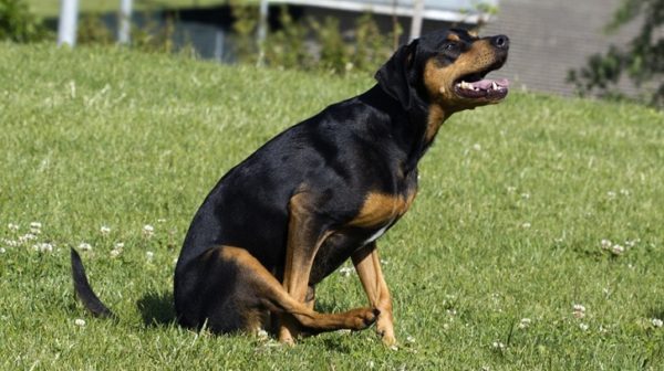 ¿Por qué el perro monta al papa? Entendemos el problema