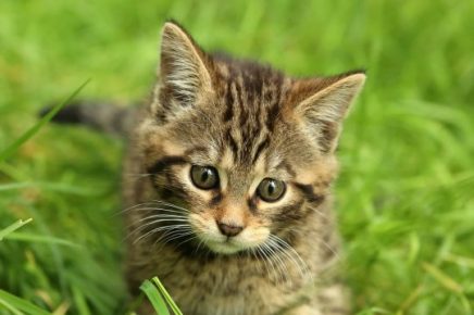 Gatito