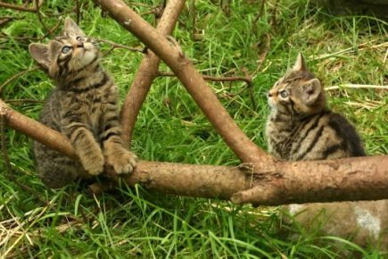 Los gatitos salvajes escoceses están jugando
