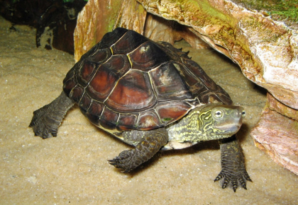 Tortuga china de tres quillas