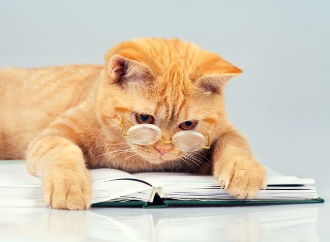 El británico pelirrojo es un verdadero aristócrata, con una parte de esnobismo felino y una personalidad pronunciada El británico pelirrojo es un verdadero aristócrata, con una parte de esnobismo felino y una personalidad pronunciada