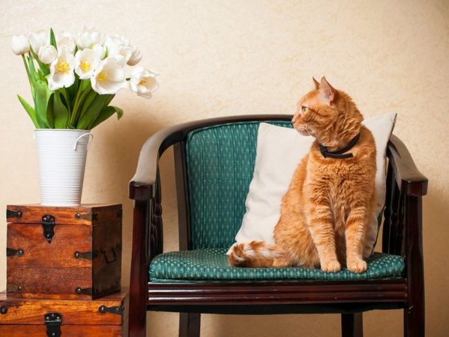 Los gatos rojos traen alegría y felicidad a sus dueños Los gatos rojos traen alegría y felicidad a sus dueños