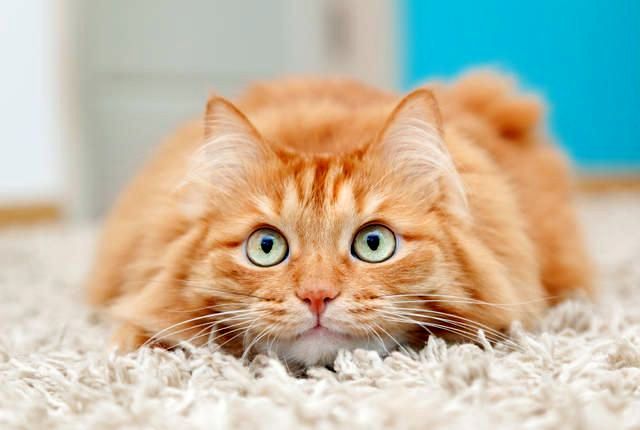 Los gatos rojos, tengan o no superpoderes, siempre dan buen humor a todos los que están cerca Los gatos rojos, tengan o no superpoderes, siempre dan buen humor a todos los que están cerca