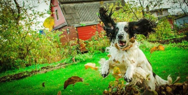 El perro de caza ruso está lleno de fuerza y energía, además, no es caprichoso al irse. Por eso es tan popular entre los cazadores El perro de caza ruso está lleno de fuerza y energía, y además, no es fastidioso al irse. Por eso es tan popular entre los cazadores