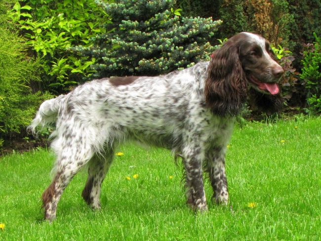 El Spaniel ruso está muy apegado a su maestro y se convierte en un amigo devoto de por vida El Spaniel ruso está muy apegado a su maestro y se convierte en un amigo devoto de por vida