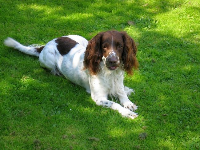 Para un tipo de perro de aguas sano y hermoso en la dieta, además de carne y alimentos preparados, debe haber productos derivados de plantas, aditivos minerales y productos lácteos Para un tipo de perro de aguas sano y hermoso en la dieta, además de carne y alimentos preparados, debe haber productos derivados de plantas, aditivos minerales y productos lácteos