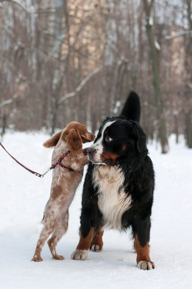 Un perro de caza ruso tan juguetón y sociable Un perro de caza ruso tan juguetón y sociable