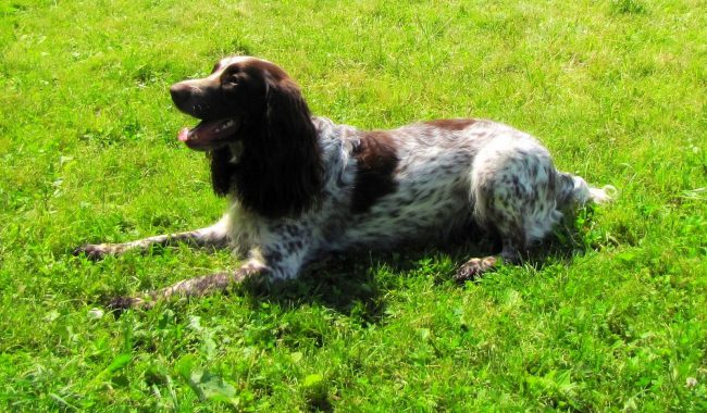 Al perro de caza ruso le encanta acostarse en el césped soleado Al perro de caza ruso le encanta acostarse en el césped soleado