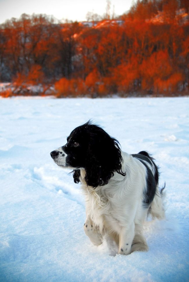 Incluso en heladas severas, no se recomienda que los spaniels usen ropa de perro, esto estropea su abrigo Incluso en heladas severas, no se recomienda que los spaniels usen ropa de perro, esto estropea su abrigo