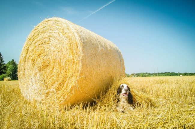 El perro de caza ruso se siente como un pez en el agua en el campo El perro de caza ruso se siente como un pez en el agua en el campo
