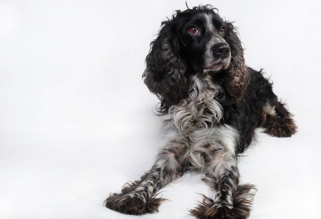 El perro de aguas ruso es un perro de caza, y mantenerlo constantemente como mascota significa infringir sus instintos naturales. El animal no se expresará completamente en su naturaleza El perro de aguas ruso es un perro de caza, y mantenerlo constantemente como mascota significa infringir sus instintos naturales. El animal no se expresará completamente en su naturaleza