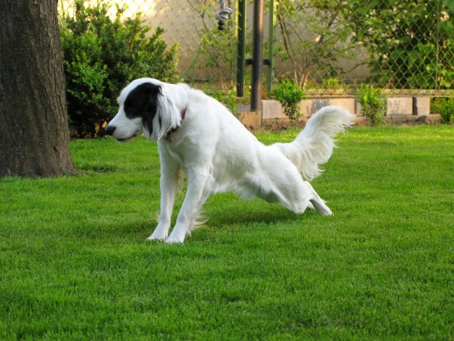 No un día sin yoga matutino. El perro de aguas ruso debe recibir suficiente actividad física diariamente rysskiy_spaniel_ (1)