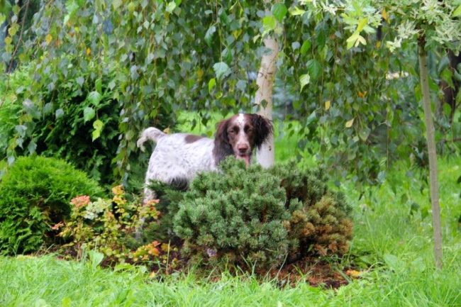 Necesitas caminar al spaniel ruso al menos dos veces al día, dándole mucho para correr y jugar lo suficiente Necesitas caminar al spaniel ruso al menos dos horas al día, dándole mucho para correr y jugar lo suficiente
