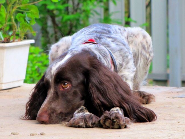 El perro de caza ruso comienza a sentirse triste si no se le presta atención rysskiy_spaniel_ (2)