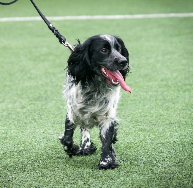 El perro de caza ruso también se usa a menudo como un espía de contrabando en la aduana El perro de caza ruso también se usa a menudo como un espía de contrabando en la aduana