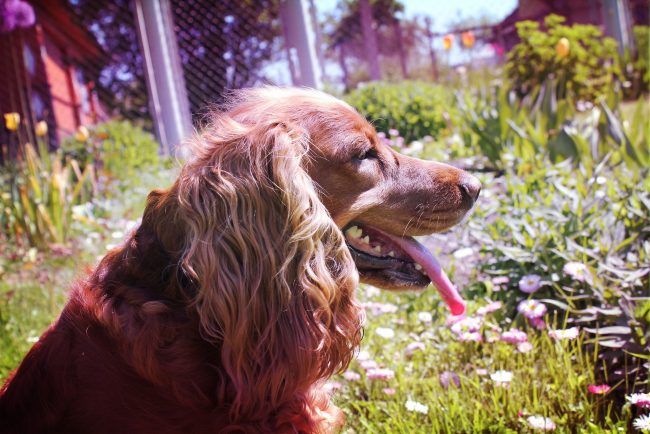 Spaniel se siente mejor cuando habita en una casa privada. Tiene pocos espacios en un departamento de la ciudad Spaniel se siente mejor cuando habita en una casa privada. Tiene pocos espacios en un departamento de la ciudad