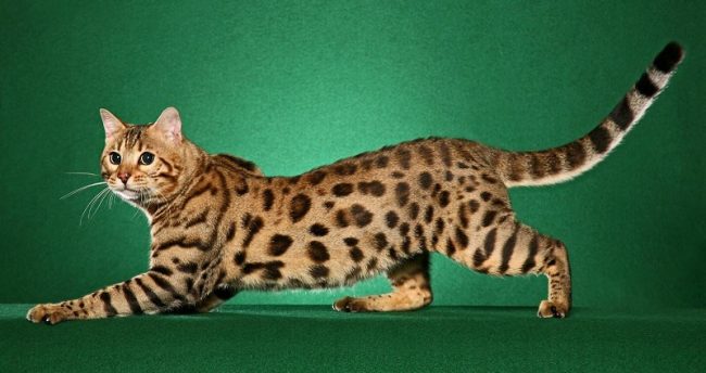 La raza de gato más cara