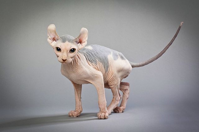 Exteriormente, esta mascota se parece a una pequeña Esfinge canadiense, la principal diferencia del elfo son las orejas grandes, ligeramente dobladas hacia adelante, lo que una vez más enfatiza el nombre de la raza Exteriormente, esta mascota se parece a una pequeña Esfinge canadiense, la principal diferencia del elfo son las orejas grandes, ligeramente dobladas hacia adelante, lo que una vez más enfatiza el nombre de la raza