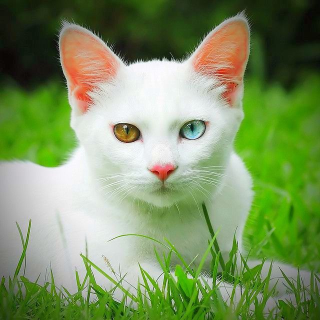 Lo más destacado de la raza Kao Mani son los ojos multicolores Lo más destacado de la raza Kao Mani son los ojos multicolores