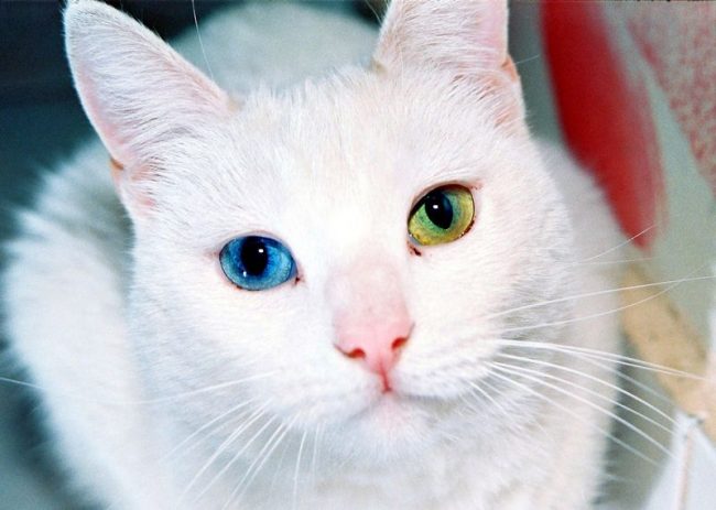 Kao-mani es una de las razas de gatos más caras. Se lleva bien en la casa, hace contacto fácil. Es sociable, juguetona e inteligente, y no habrá problemas con su entrenamiento Kao-mani es una de las razas de gatos más caras. Se lleva bien en la casa, hace contacto fácil. Es sociable, juguetona e inteligente, y no habrá problemas con su entrenamiento