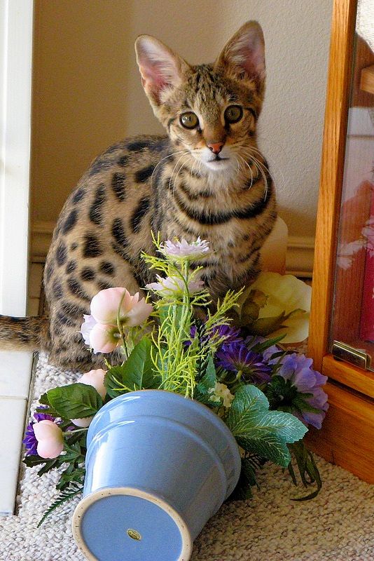 Savannah es la raza de gatos más cara del mundo, cuya foto habla por sí misma: es imposible apartar la mirada de estos gatos Savannah es la raza de gatos más cara del mundo, cuya foto habla por sí misma: es imposible apartar la mirada de estos gatos