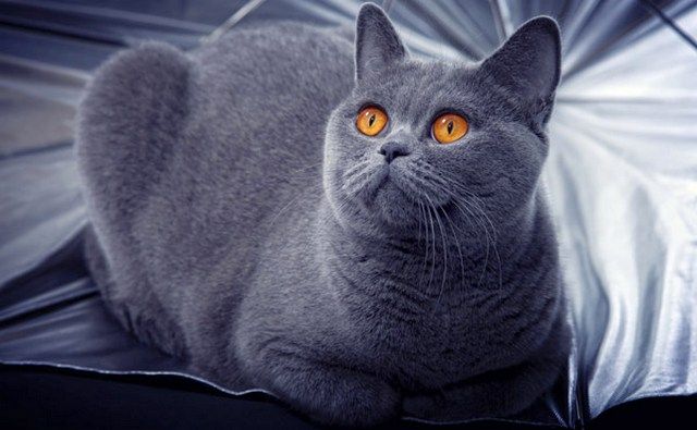 Lista "La raza de gato más cara" abre los británicos pelo corto, que es muy popular entre los amantes felino Список "Самая дорогая порода кошек" открывает Британская короткошерстная, которая очень популярна среди любителей кошачьих
