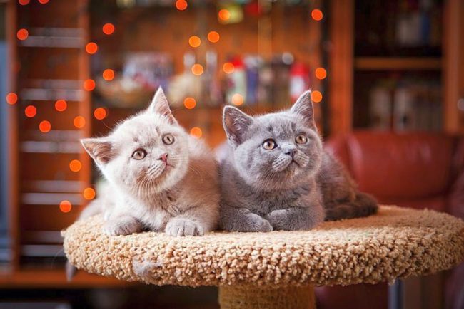 Se puede decir que los gatitos británicos, en comparación con otros en esta lista, todavía no son un placer costoso Se puede decir que los gatitos británicos, en comparación con otros en esta lista, todavía no son un placer costoso