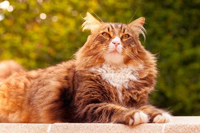 Además de ser una de las razas de gatos más caras, Maine Coon también es la raza más grande del mundo Además de ser una de las razas de gatos más caras, Maine Coon también es la raza más grande del mundo
