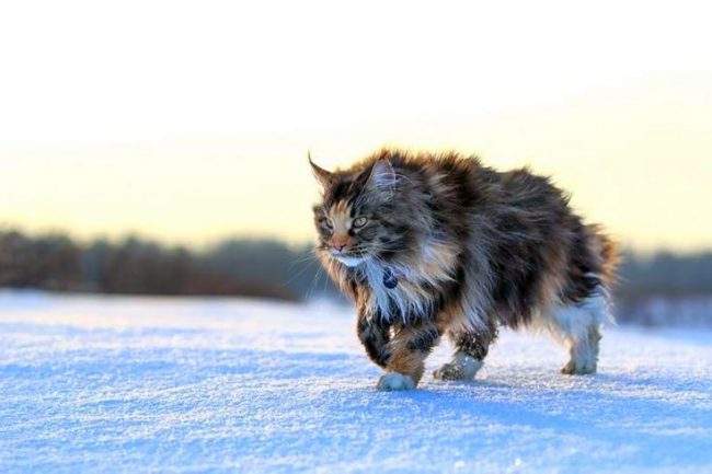 Gracias al elegante abrigo, los Maine Coons no temen al frío y soportan tranquilamente las heladas Gracias al elegante abrigo, los Maine Coons no temen al frío y soportan tranquilamente las heladas
