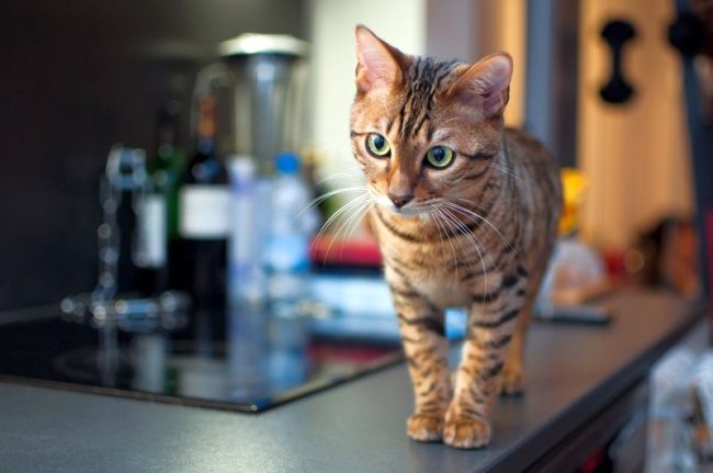 Gatito Toyger - tigre miniatura Gatito Toyger - tigre miniatura