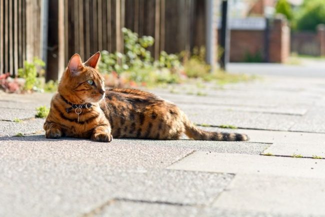 Un gato de Bengala parece un depredador, cuyo lugar está en la naturaleza, pero en realidad este gatito es doméstico, cariñoso y fiel Un gato de Bengala parece un depredador, cuyo lugar está en la naturaleza, pero en realidad este gatito es doméstico, cariñoso y fiel