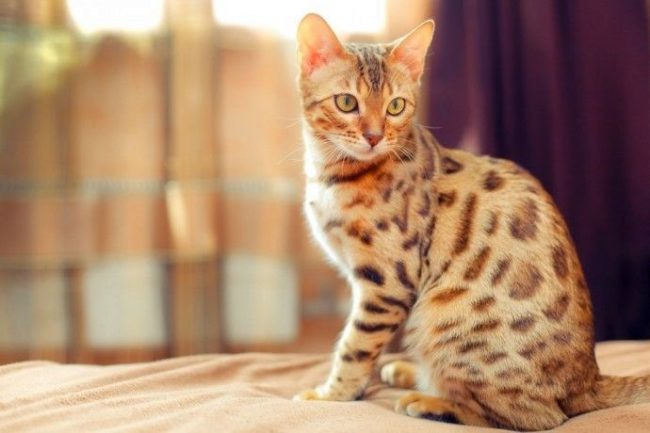 Un gato de Bengala no tiene pretensiones en el aseo, rara vez necesita bañarse y su pelaje es prácticamente inodoro, lo que le permite mantener a su mascota en el apartamento Un gato de Bengala no tiene pretensiones en el aseo, rara vez necesita bañarse y su pelaje es prácticamente inodoro, lo que le permite mantener a su mascota en el apartamento