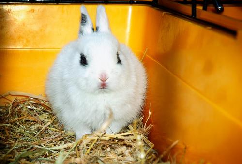 Las enfermedades más comunes en el hogar. conejos