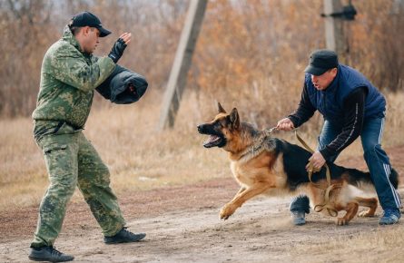 Perro en entrenamiento