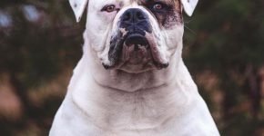 Bulldog americano