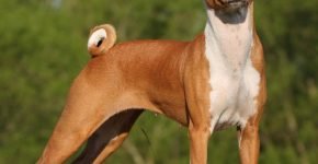 Basenji